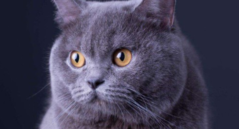 猫有一只眼睛流眼泪还睁不开为什么呢 猫有一只眼睛流眼泪还睁不开为什么呢