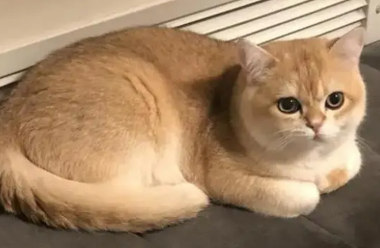 为什么不建议养金渐层猫