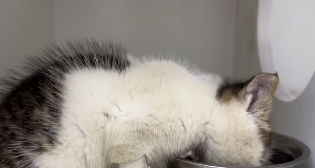 用凶猛伪装自己的患病流浪猫,当小哥把它装进航空箱,它秒变温顺 用凶猛伪装自己的患病流浪猫,当小哥把它装进航空箱,它秒变温顺