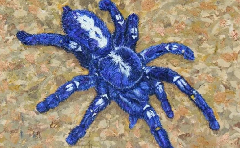 大学生出售宠物“蓝宝石华丽雨林蜘蛛” 检方依法从宽处理相对不起诉