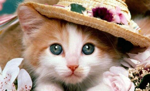 猫怀孕57天生正常吗