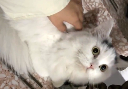 喂了一只流浪猫,竟被它找上门,守在门口3小时不离开 喂了一只流浪猫,竟被它找上门,守在门口3小时不离开