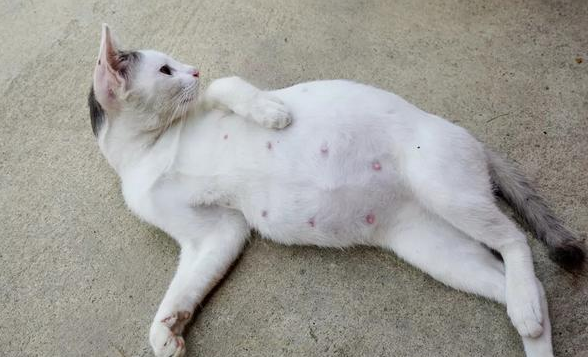 猫怀孕会孕吐吗有什么反应