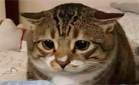 猫咪飞机耳是因为什么原因