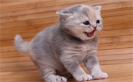 不到三个月的猫咪可以洗澡吗