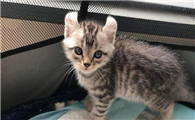 猫咪驱虫药可以溶在水里喂吗