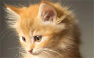 猫毛会吸进肺里吗