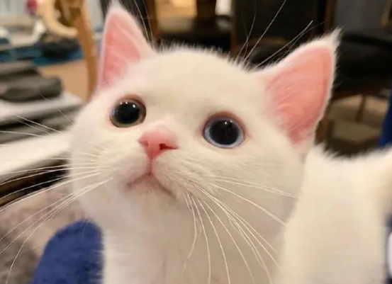 猫乳腺炎硬块怎么消除