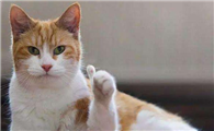 猫咪随便小便怎么回事