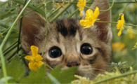 猫咪能吃火腿肠吗