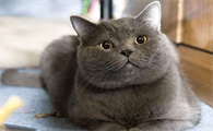 蓝猫不吃猫粮怎么回事儿