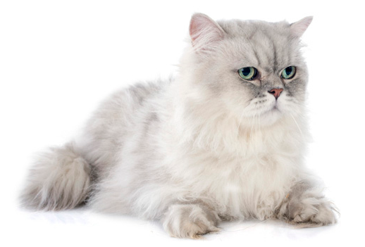 蓝猫是英短品种吗?没错,是的 蓝猫是英短品种吗?没错,是的