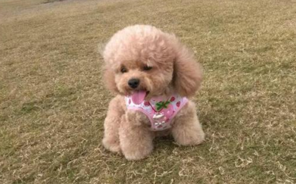 泰迪可以吃芒果吗