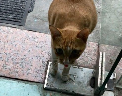 待产流浪猫找上门，冲着男子“喵喵”直叫：我快生了，快帮帮我