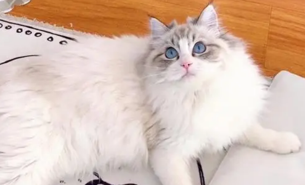 血统布偶猫多少钱一只 血统布偶猫多少钱一只