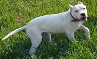 成年杜高犬换主人可以吗？这篇文章可解惑