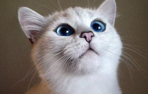 一文告诉你:猫吃了塑料包装纸怎么办? 一文告诉你:猫吃了塑料包装纸怎么办?