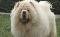 松狮犬图片 幼犬多少钱一只