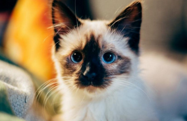 猫咪叫不出声音像是被卡住一样怎么办