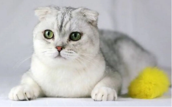 折耳猫真的不能养吗？你们觉得是谣言么？