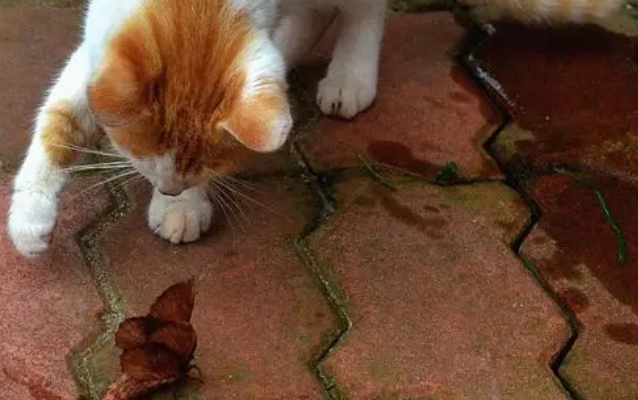 猫咪为什么喜欢吃飞蛾