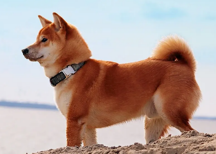 带你解密柴犬到底是不是日本的土狗? 带你解密柴犬到底是不是日本的土狗?