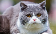 怎么让小猫知道自己的窝在哪