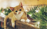 一个多月小奶猫可以吃鸡胸肉吗