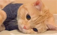 猫咪呕吐,不吃东西,精神萎靡怎么办