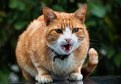 宠物猫可以喝椰奶吗 宠物猫可以喝椰奶吗