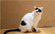 猫咪喜欢什么颜色