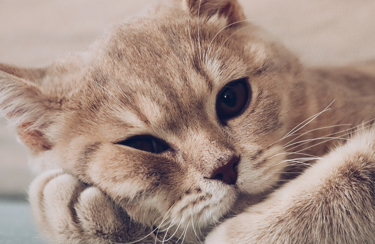 夏天给猫洗澡自然风干可以吗 夏天给猫洗澡自然风干可以吗