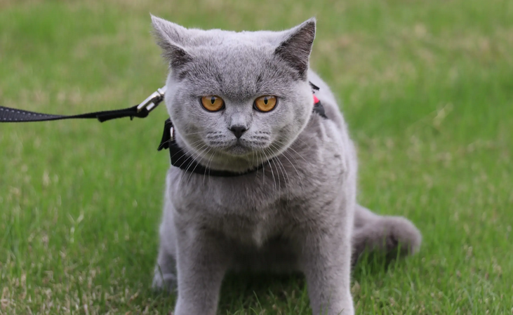 蓝猫怎么看纯不纯
