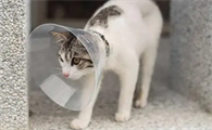 猫生癞子怎么治疗最好