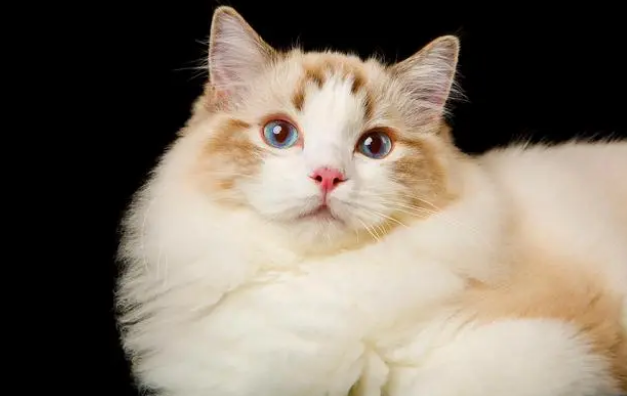 怎样才能让猫不掉毛