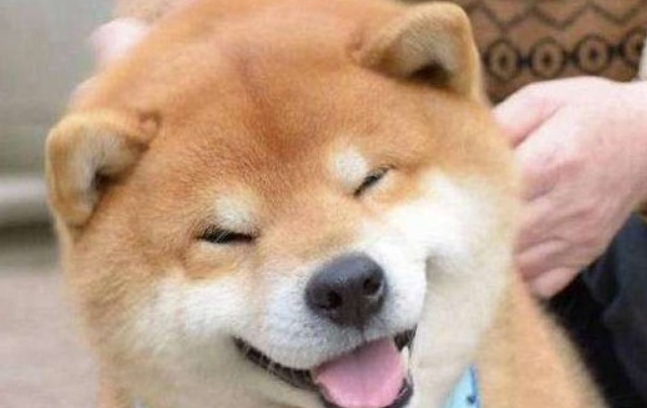 饲养柴犬前，建议了解下柴犬是哪个国家的品种~