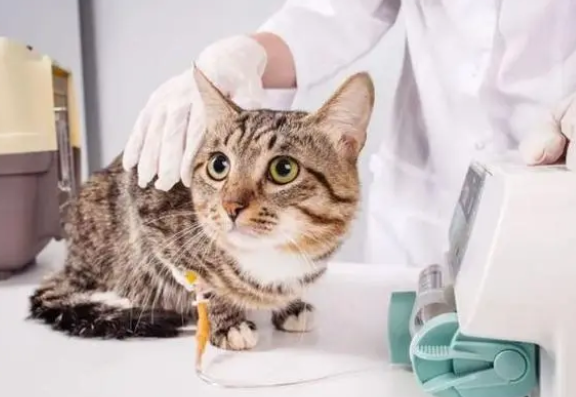 猫瘟一般从潜伏期到死亡要几天 猫瘟一般从潜伏期到死亡要几天