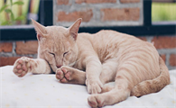 猫咪食欲不好怎么回事儿呀