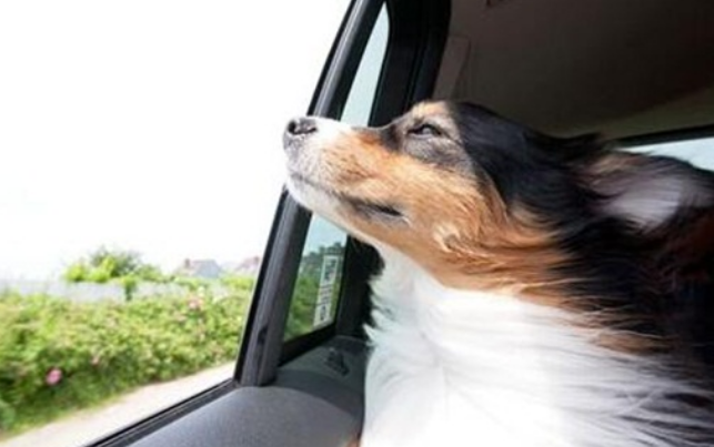 狗狗坐车时间长怎么让他恢复状态 狗狗坐车时间长怎么让他恢复状态