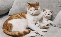 母猫生产后特别瘦怎么调理恢复