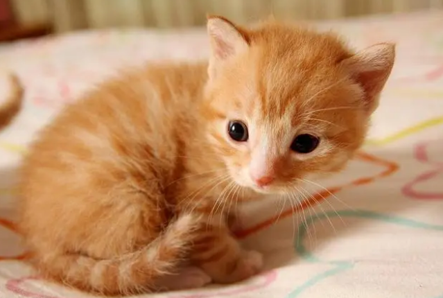 十多天的小奶猫拉稀了怎么办 十多天的小奶猫拉稀了怎么办