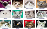 猫的种类有哪些