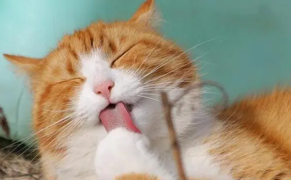 猫去毛球的方法有哪些 猫去毛球的方法有哪些