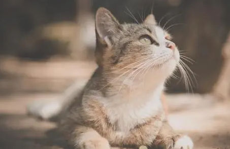 猫咪眼睛红肿用什么眼药水效果好 猫咪眼睛红肿用什么眼药水效果好