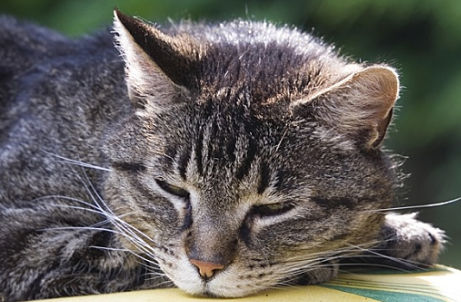 猫鼻子两侧有黑色结痂怎么回事 猫鼻子两侧有黑色结痂怎么回事