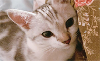 猫咪突然一抽一抽的像咳嗽一样怎么办