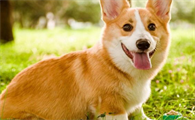 柯基犬的性格与特点