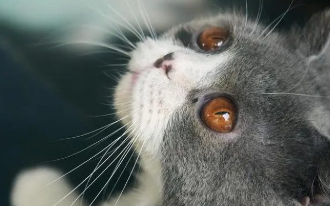 猫的眼睛有浓浓稠分泌物怎么办 猫的眼睛有浓浓稠分泌物怎么办