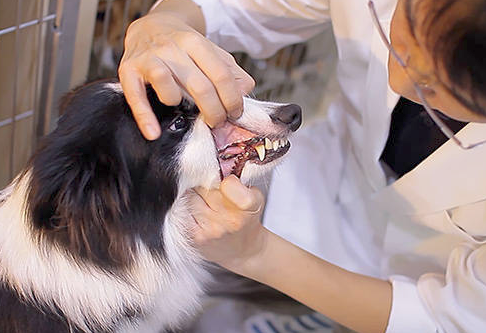 狗狗牙龈发炎如何处理最好 狗狗牙龈发炎如何处理最好