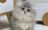 猫喜欢吃什么食物